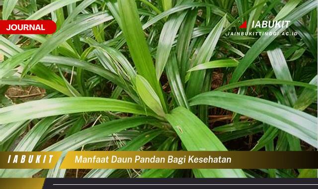 Inilah 10 Manfaat Daun Pandan bagi Kesehatan, Atasi Insomnia, Redakan Nyeri, dan Banyak Lagi!