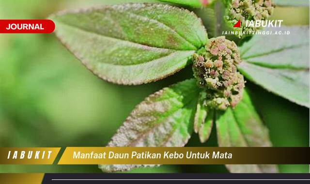 Inilah 9 Manfaat Daun Patikan Kebo untuk Mata, Mengatasi Iritasi, Mata Merah, dan Masalah Lainnya Inilah 9 Manfaat Daun Patikan Kebo untuk Mata, Mengatasi Iritasi, Mata Merah, dan Masalah Lainnya