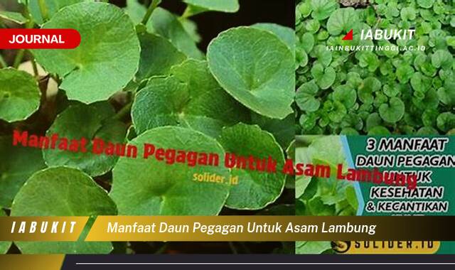 Inilah 10 Manfaat Daun Pegagan untuk Asam Lambung, Meredakan Nyeri dan Mencegah Kambuh