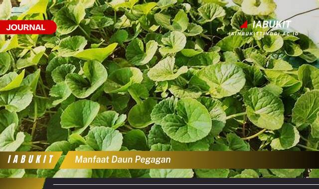 Inilah 10 Manfaat Daun Pegagan untuk Kesehatan Kulit, Otak, dan Lainnya