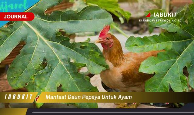 Inilah 10 Manfaat Daun Pepaya untuk Ayam, Meningkatkan Kesehatan dan Produktivitas