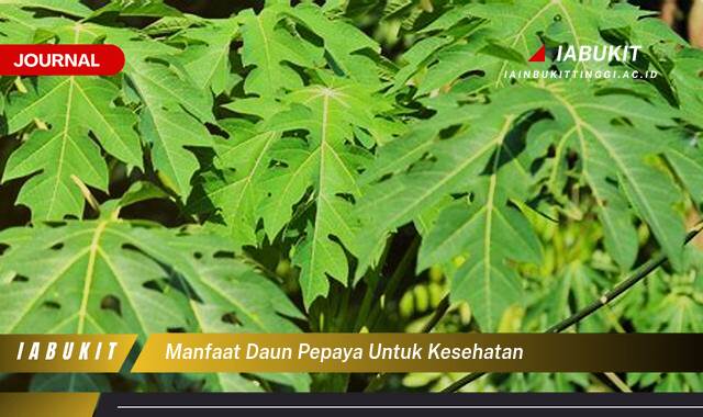 Inilah 10 Manfaat Daun Pepaya untuk Kesehatan, Dari Mengatasi Demam Berdarah Hingga Melancarkan Pencernaan