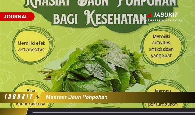 Inilah 8 Manfaat Daun Pohpohan untuk Kesehatan dan Kecantikan Anda Inilah 8 Manfaat Daun Pohpohan untuk Kesehatan dan Kecantikan Anda