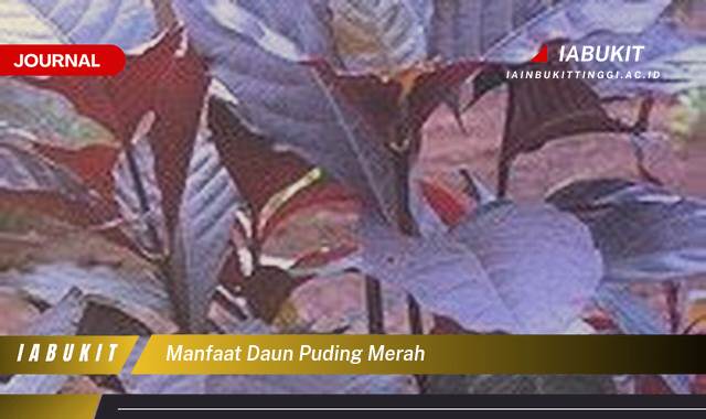 Inilah 9 Manfaat Daun Puding Merah, Kandungan, Khasiat, dan Cara Penggunaan