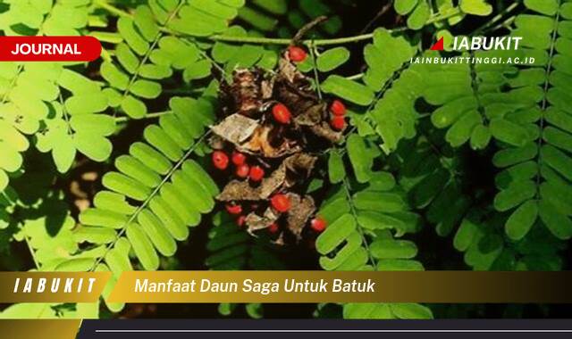 Inilah 8 Manfaat Daun Saga untuk Batuk, Redakan Batuk Berdahak dan Kering Secara Alami