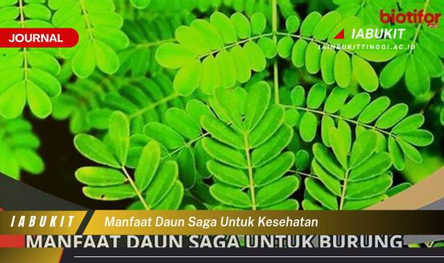 Inilah 9 Manfaat Daun Saga untuk Kesehatan Tubuh Anda,  Khasiat, Penggunaan, dan Efek Samping