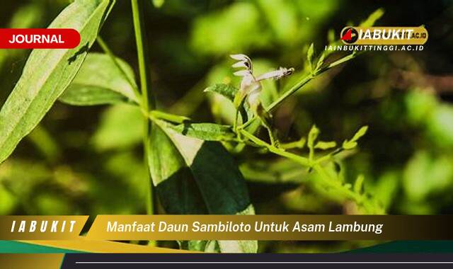 Inilah 9 Manfaat Daun Sambiloto untuk Asam Lambung, Meredakan Nyeri dan Mencegah Kambuh