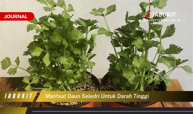 Inilah 8 Manfaat Daun Seledri untuk Darah Tinggi, Turunkan Tekanan Darah Secara Alami dan Cepat