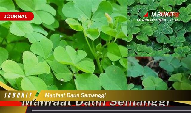 Inilah 10 Manfaat Daun Semanggi untuk Kesehatan Tubuh Anda Inilah 10 Manfaat Daun Semanggi untuk Kesehatan Tubuh Anda