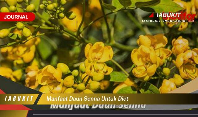 Inilah 8 Manfaat Daun Senna untuk Diet, Turunkan Berat Badan Secara Efektif dan Alami