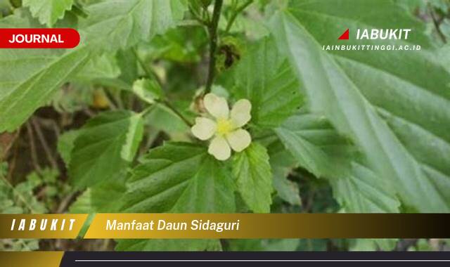 Inilah 9 Manfaat Daun Sidaguri untuk Kesehatan Tubuh Anda Inilah 9 Manfaat Daun Sidaguri untuk Kesehatan Tubuh Anda