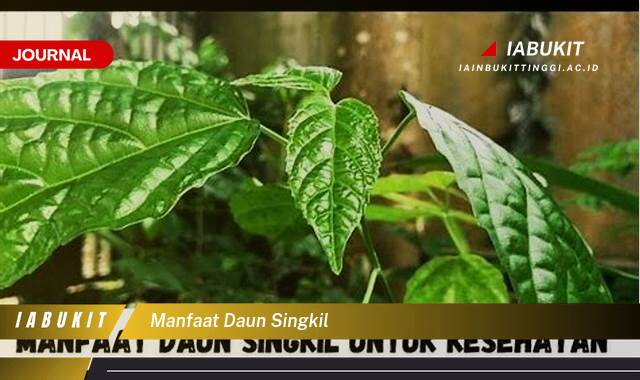 Inilah 9 Manfaat Daun Singkil untuk Kesehatan, Dari Akar Hingga Ujung Daun