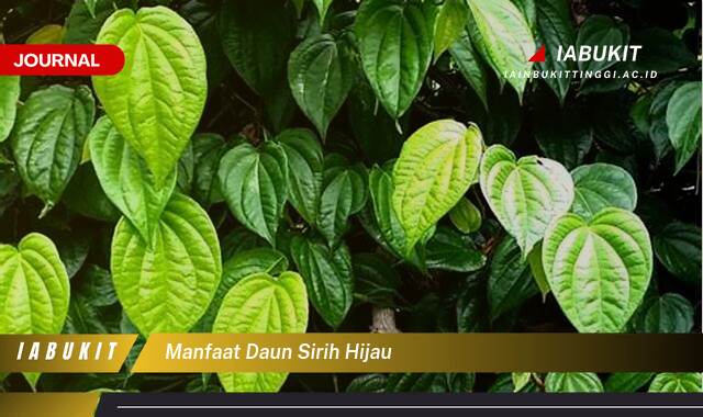 Inilah 9 Manfaat Daun Sirih Hijau untuk Kesehatan Tubuh Anda Inilah 9 Manfaat Daun Sirih Hijau untuk Kesehatan Tubuh Anda