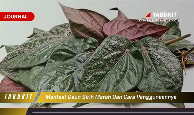 Inilah 8 Manfaat Daun Sirih Merah untuk Kesehatan dan Cara Penggunaannya yang Tepat