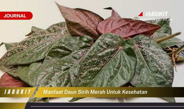 Inilah 9 Manfaat Daun Sirih Merah untuk Kesehatan, Dari A sampai Z Inilah 9 Manfaat Daun Sirih Merah untuk Kesehatan, Dari A sampai Z