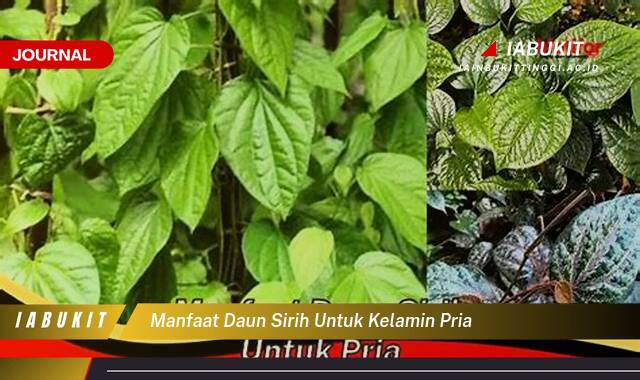 Inilah 9 Manfaat Daun Sirih untuk Kelamin Pria, Mengatasi Gatal, Bau Tak Sedap, dan Masalah Kulit Lainnya