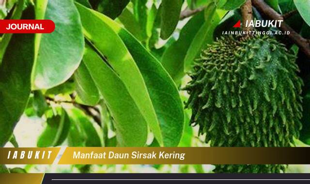 Inilah 10 Manfaat Daun Sirsak Kering untuk Kesehatan Anda yang Menakjubkan Inilah 10 Manfaat Daun Sirsak Kering untuk Kesehatan Anda yang Menakjubkan