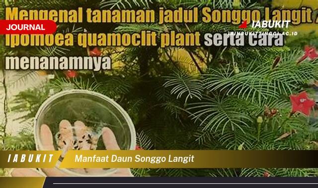 Inilah 8 Manfaat Daun Songgo Langit, Khasiat Tersembunyi untuk Kesehatan dan Kecantikan Alami