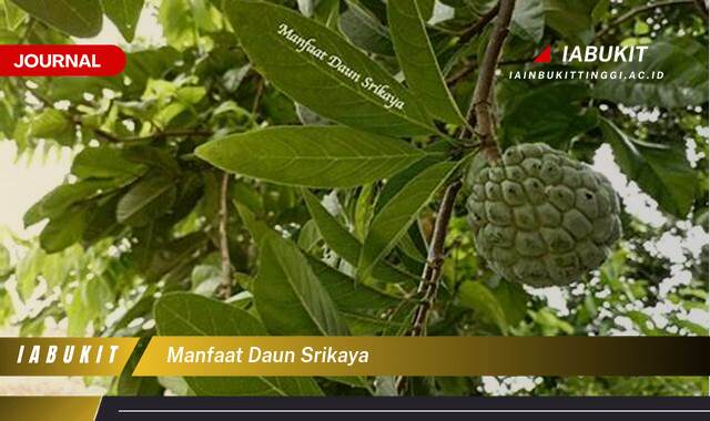 Inilah 8 Manfaat Daun Srikaya untuk Kesehatan Anda yang Menakjubkan Inilah 8 Manfaat Daun Srikaya untuk Kesehatan Anda yang Menakjubkan