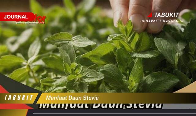 Inilah 8 Manfaat Daun Stevia untuk Kesehatan,  Alami, Rendah Kalori, dan Aman untuk Diabetes