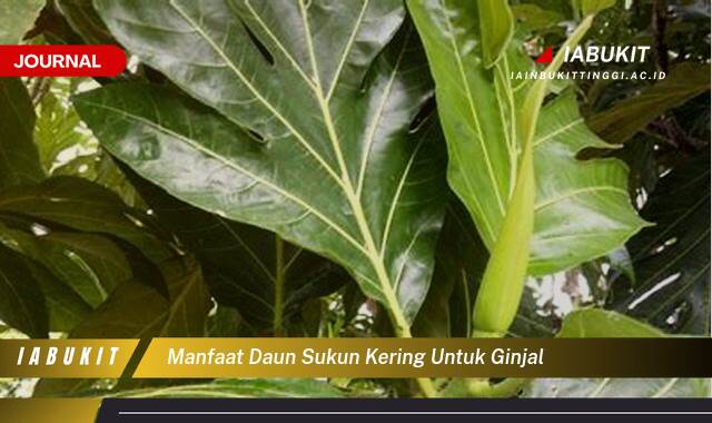 Inilah 8 Manfaat Daun Sukun Kering untuk Ginjal, Atasi Masalah Ginjal Secara Alami Inilah 8 Manfaat Daun Sukun Kering untuk Ginjal, Atasi Masalah Ginjal Secara Alami