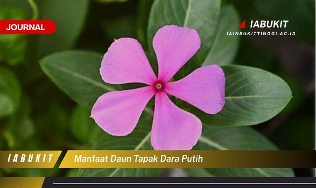 Inilah 9 Manfaat Daun Tapak Dara Putih untuk Mengatasi Diabetes dan Kanker