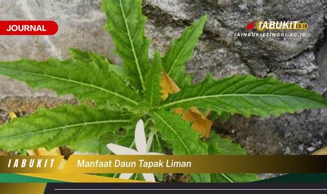 Inilah 8 Manfaat Daun Tapak Liman untuk Kesehatan Anda yang Menakjubkan Inilah 8 Manfaat Daun Tapak Liman untuk Kesehatan Anda yang Menakjubkan