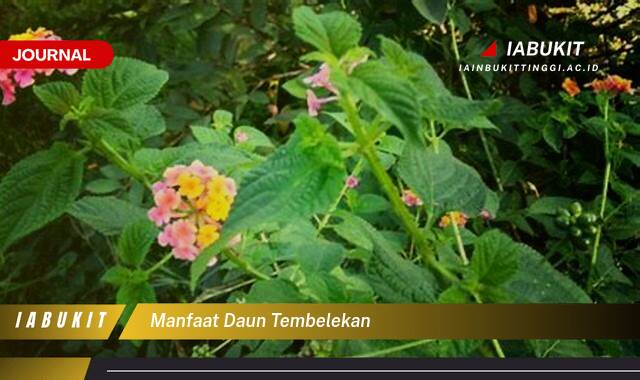 Inilah 10 Manfaat Daun Tembelekan, Khasiat Tersembunyi untuk Kesehatan dan Pengobatan Alami