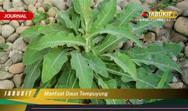 Inilah 8 Manfaat Daun Tempuyung untuk Kesehatan Ginjal dan Saluran Kemih Anda Inilah 8 Manfaat Daun Tempuyung untuk Kesehatan Ginjal dan Saluran Kemih Anda