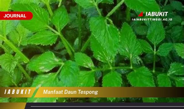 Inilah 9 Manfaat Daun Tespong untuk Kesehatan dan Kecantikan Anda Inilah 9 Manfaat Daun Tespong untuk Kesehatan dan Kecantikan Anda