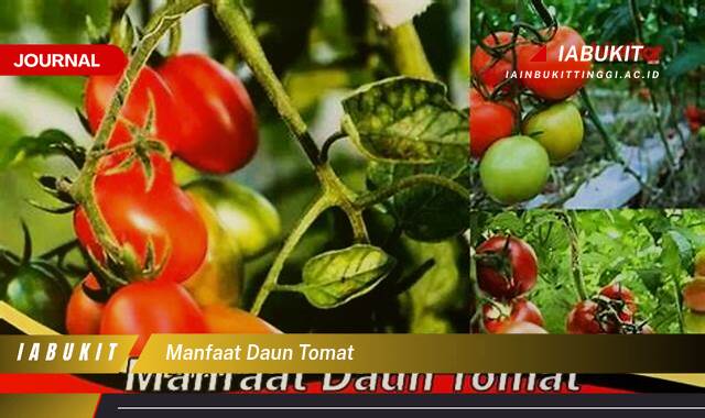 Inilah 8 Manfaat Daun Tomat untuk Kesehatan yang Jarang Diketahui