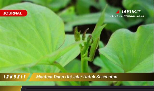 Inilah Segudang Manfaat Daun Ubi Jalar untuk Kesehatan Tubuh Anda