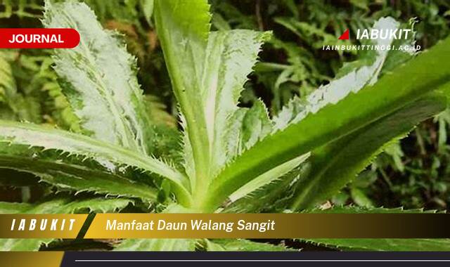 Inilah 9 Manfaat Daun Walang Sangit untuk Kesehatan Tubuh Anda