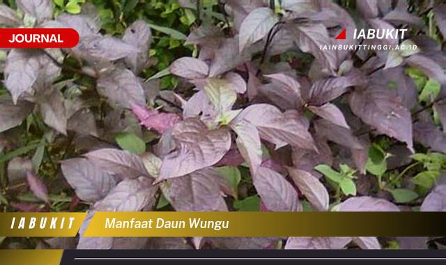 Inilah 8 Manfaat Daun Wungu untuk Wasir, Ambeien, dan Kesehatan Kulit Anda
