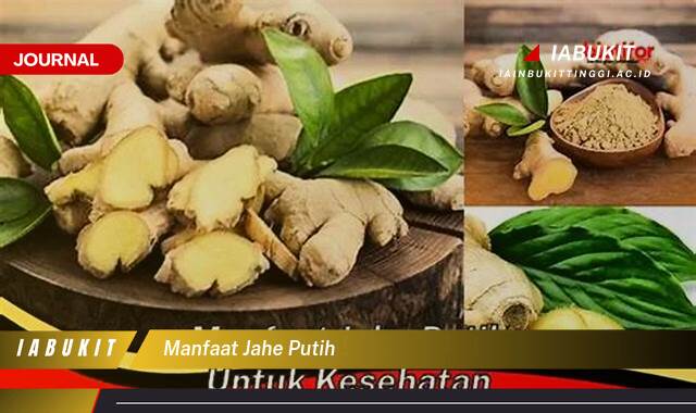 Inilah 8 Manfaat Jahe Putih untuk Kesehatan Tubuh Anda Inilah 8 Manfaat Jahe Putih untuk Kesehatan Tubuh Anda