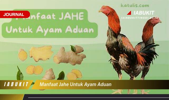 Inilah 8 Manfaat Jahe untuk Ayam Aduan, Meningkatkan Stamina dan Performa Tarung