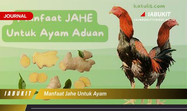 Inilah 8 Manfaat Jahe untuk Ayam, Meningkatkan Kesehatan dan Produktivitas Inilah 8 Manfaat Jahe untuk Ayam, Meningkatkan Kesehatan dan Produktivitas