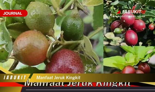 Inilah 9 Manfaat Jeruk Kingkit untuk Kesehatan Tubuh Anda