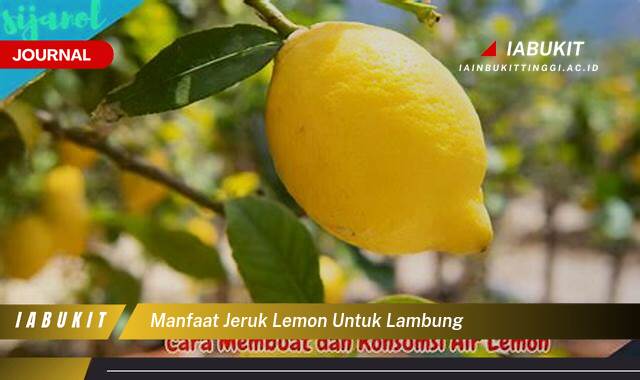 Inilah 10 Manfaat Jeruk Lemon untuk Lambung, Mengatasi Masalah dan Meningkatkan Kesehatan Pencernaan