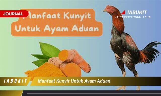 Inilah 9 Manfaat Kunyit untuk Ayam Aduan, Meningkatkan Stamina dan Kekebalan Tubuh