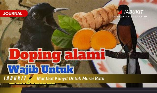 Inilah 8 Manfaat Kunyit untuk Murai Batu, Rahasia Kesehatan dan Performa Optimal Burung Kesayangan Anda
