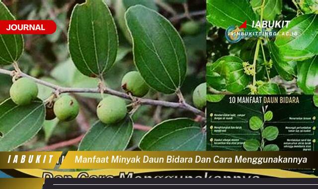 Inilah 9 Manfaat Minyak Daun Bidara dan Cara Menggunakannya untuk Kesehatan Kulit dan Rambut