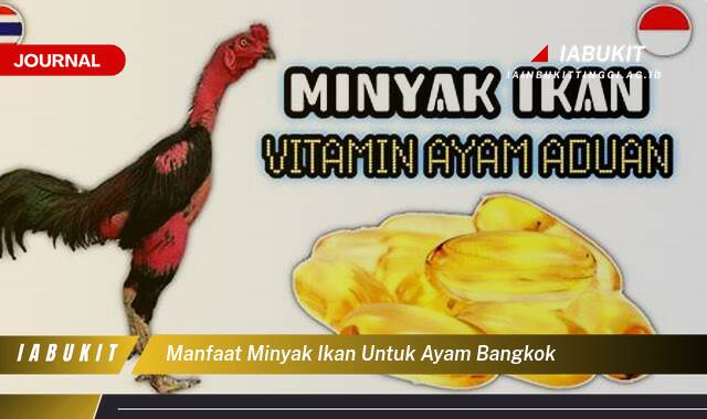 Inilah 8 Manfaat Minyak Ikan untuk Ayam Bangkok, Meningkatkan Stamina, Kesehatan, dan Performa Tarung