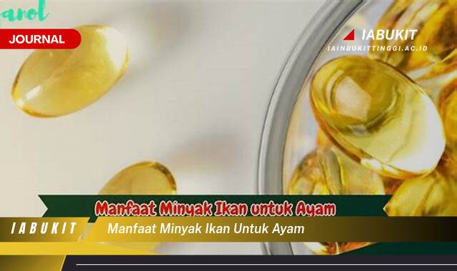 Inilah 9 Manfaat Minyak Ikan untuk Ayam, Meningkatkan Produktivitas dan Kesehatan Inilah 9 Manfaat Minyak Ikan untuk Ayam, Meningkatkan Produktivitas dan Kesehatan