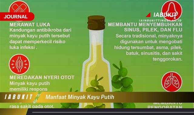 Inilah 8 Manfaat Minyak Kayu Putih untuk Kesehatan, Kecantikan, dan Rumah Tangga Inilah 8 Manfaat Minyak Kayu Putih untuk Kesehatan, Kecantikan, dan Rumah Tangga