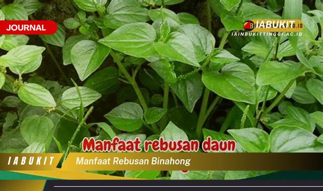 Inilah 8 Manfaat Rebusan Binahong, Rahasia Penyembuhan Luka Lebih Cepat