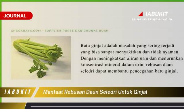 Inilah 10 Manfaat Rebusan Daun Seledri untuk Ginjal,  Menjaga Kesehatan dan Mengatasi Masalah