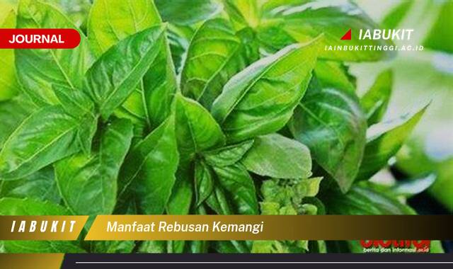 Inilah 10 Manfaat Rebusan Kemangi, Rahasia Kesehatan Alami untuk Pencernaan dan Kulit Cantik