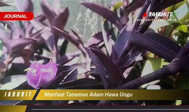Inilah 9 Manfaat Tanaman Adam Hawa Ungu untuk Kesehatan dan Kecantikan Anda
