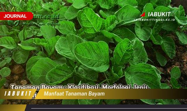 Inilah 9 Manfaat Tanaman Bayam Bagi Kesehatan, Kecantikan, dan Cara Mengolahnya